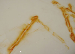 サビ(もらいサビ)